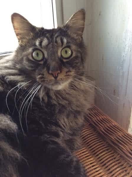 cat with fur eyes markings