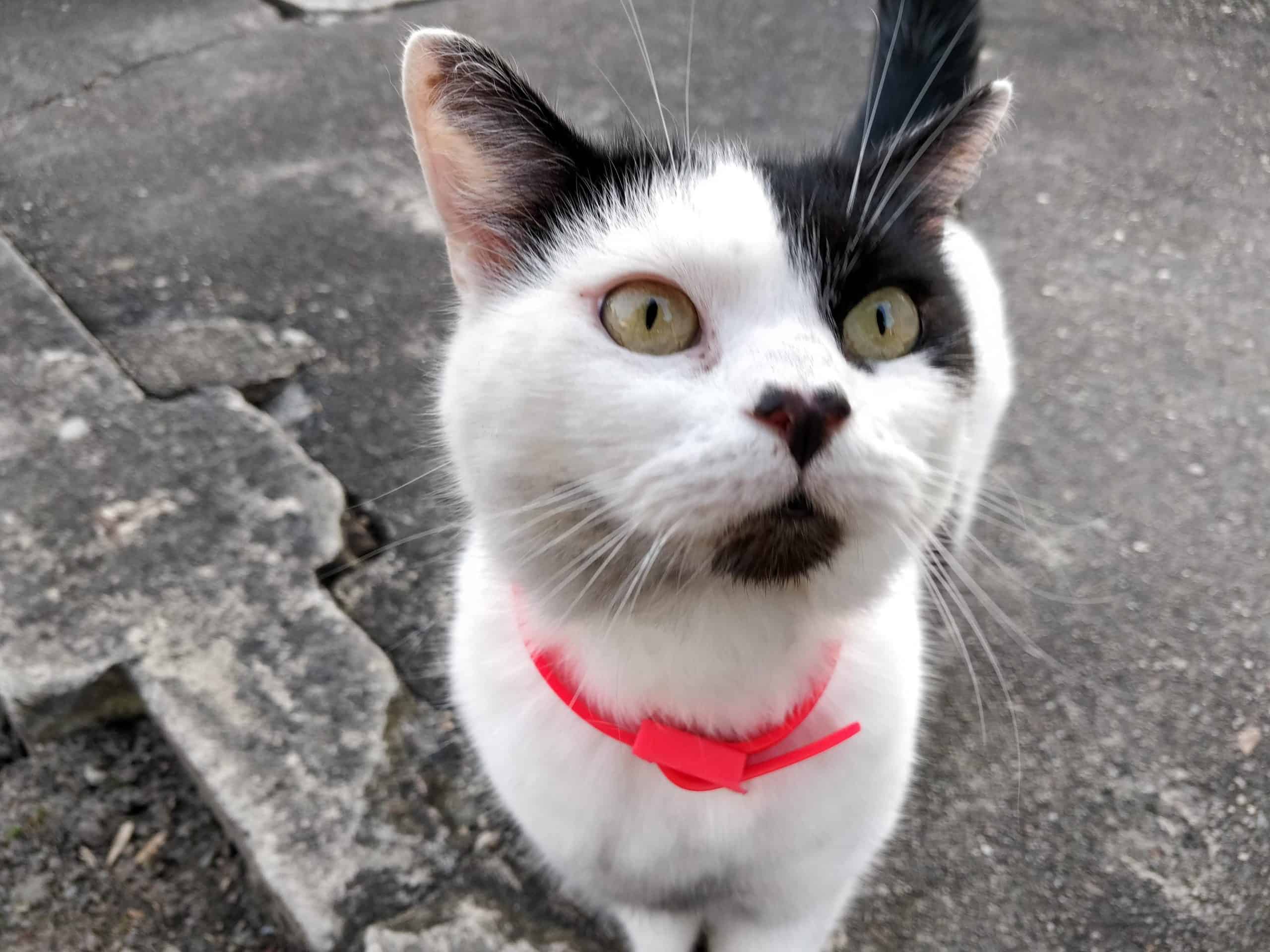 cat with heart shaped marking on nose