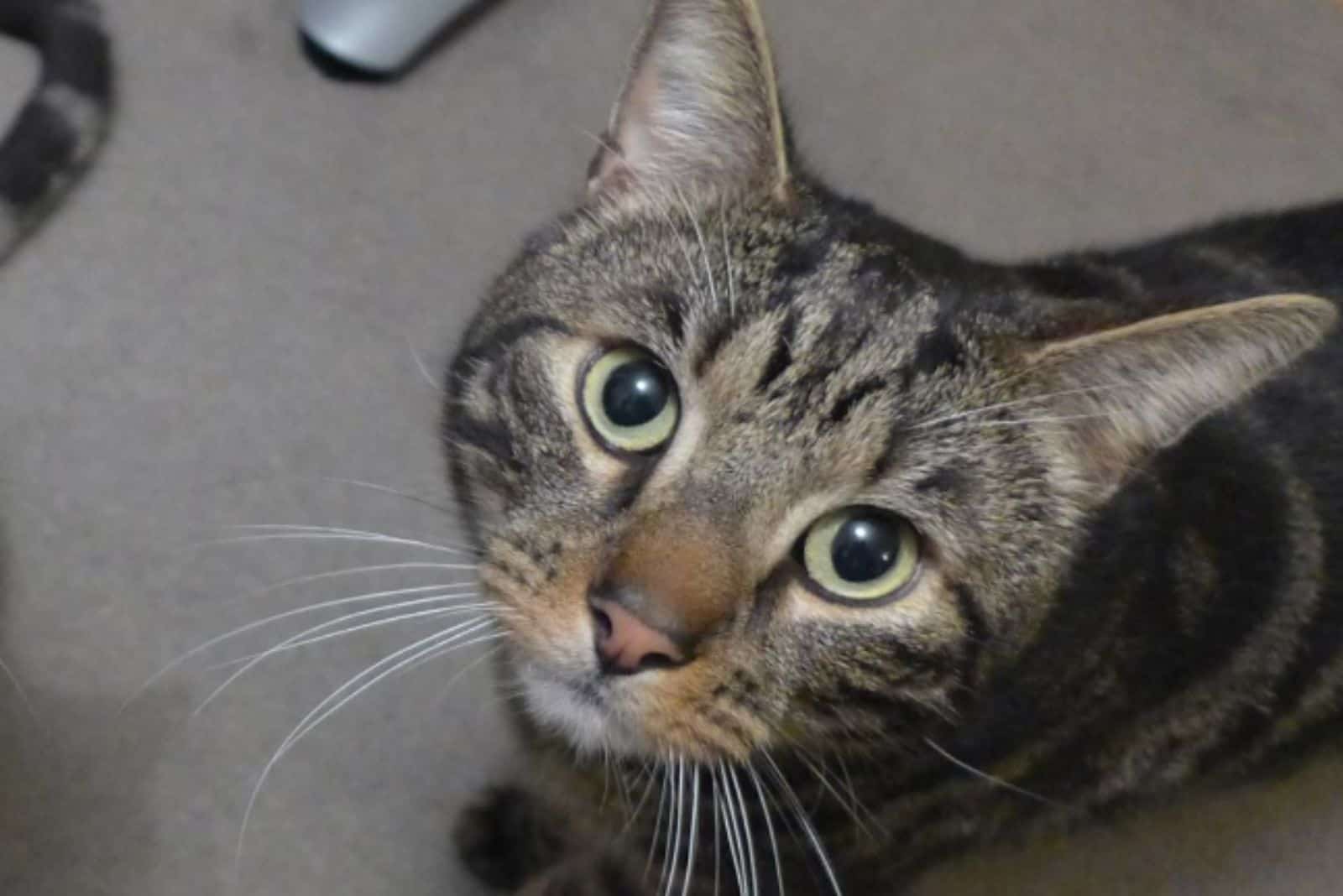 cat with stripes looking up