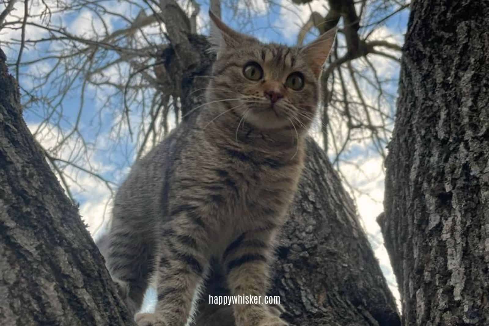 cat with stripes on the tree