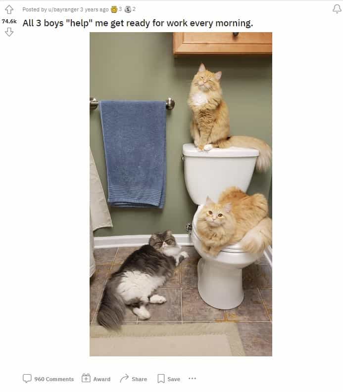cats enjoy the bathroom