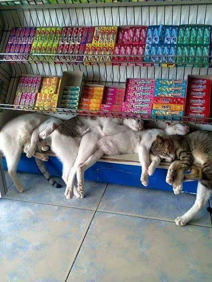 cats sleep on the shelves in the store