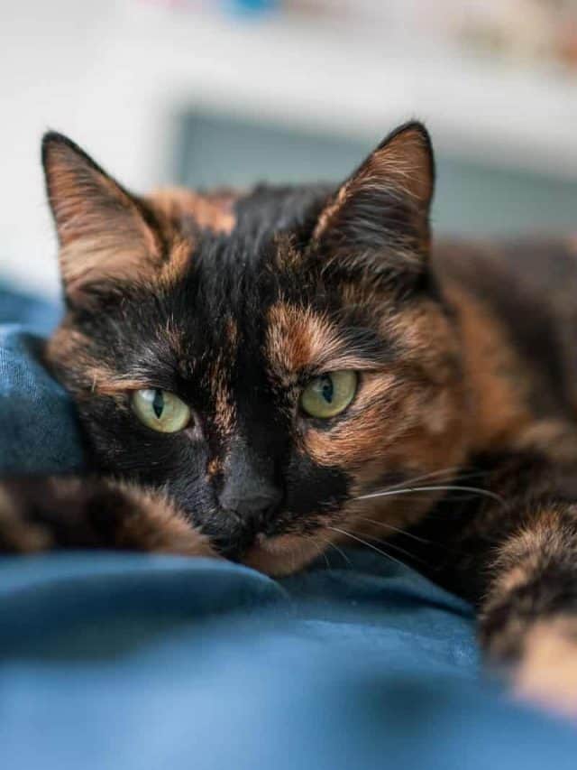 Tortoiseshell cat lies on the blanket