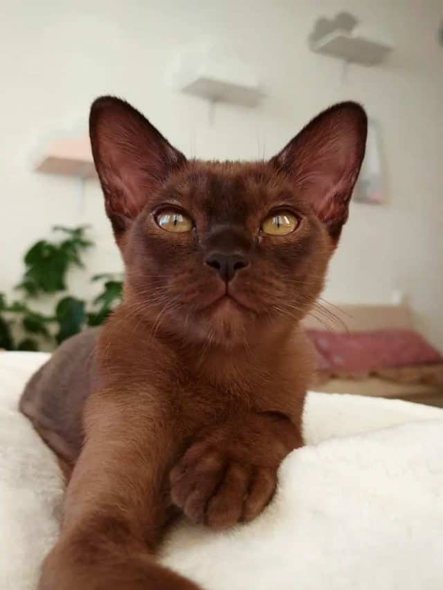 burmese cat, one of the friendliest cat breeds