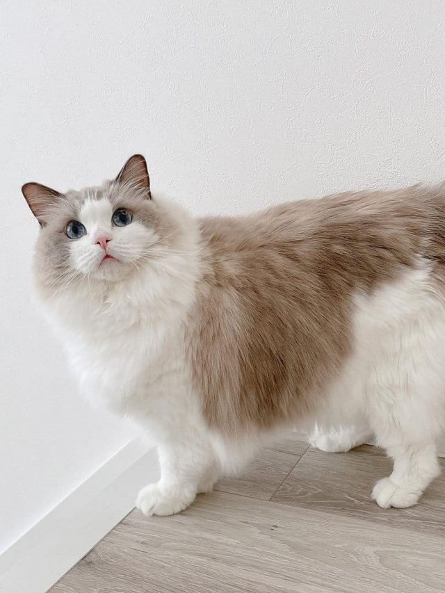 photo of a beautiful blue-eyed ragdoll cat