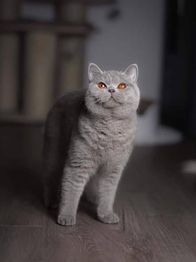 portrait of a gorgeous grey british shorthair cat