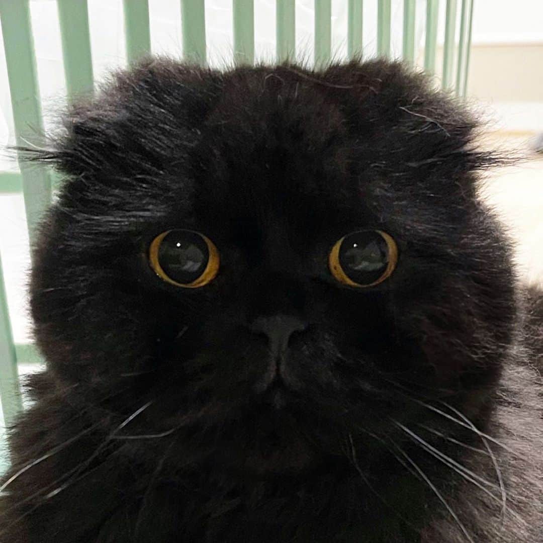 cute black cat with big eyes
