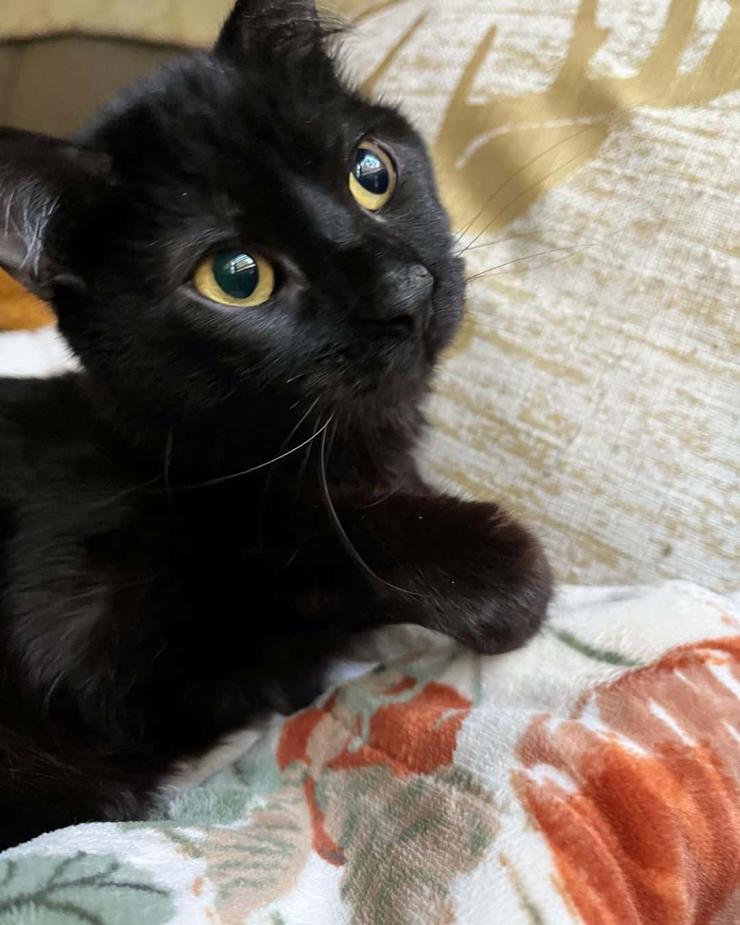 cute black kitten with birth defect