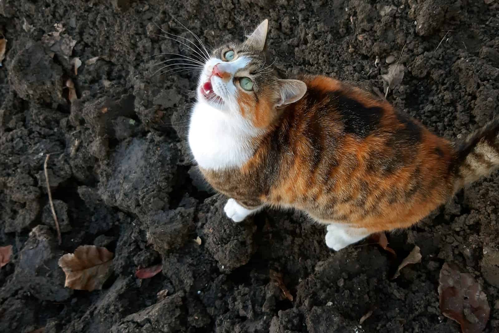 cute domestic calico cat meowing