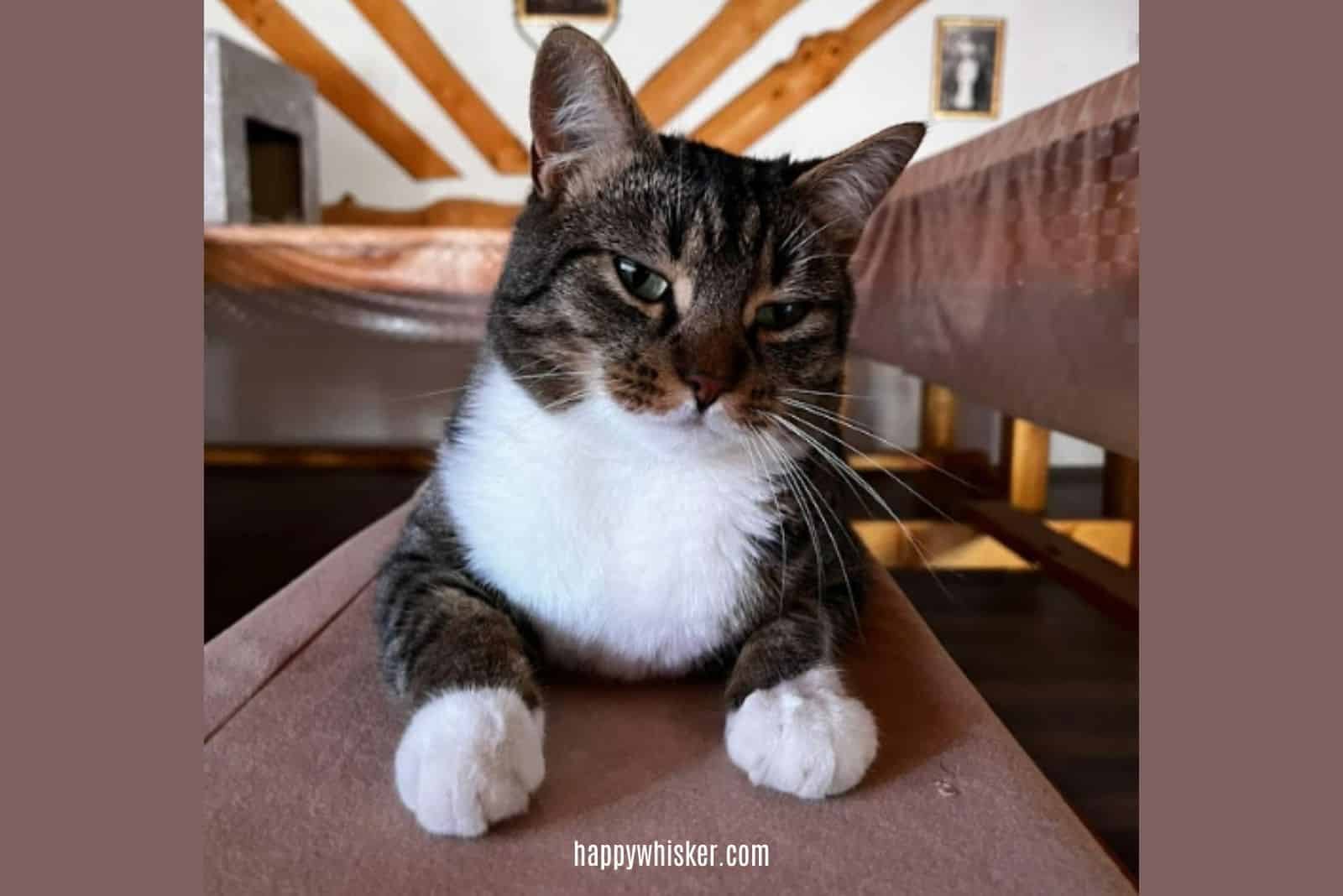 cute domestic tabby cat sits on a chair