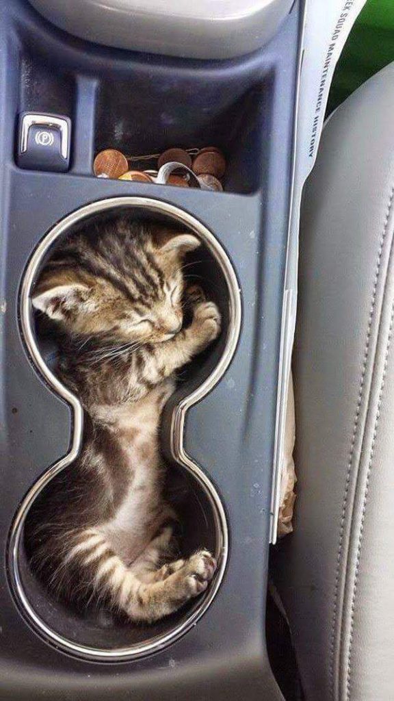 cute kitten sleeping in the car in the bottle compartment