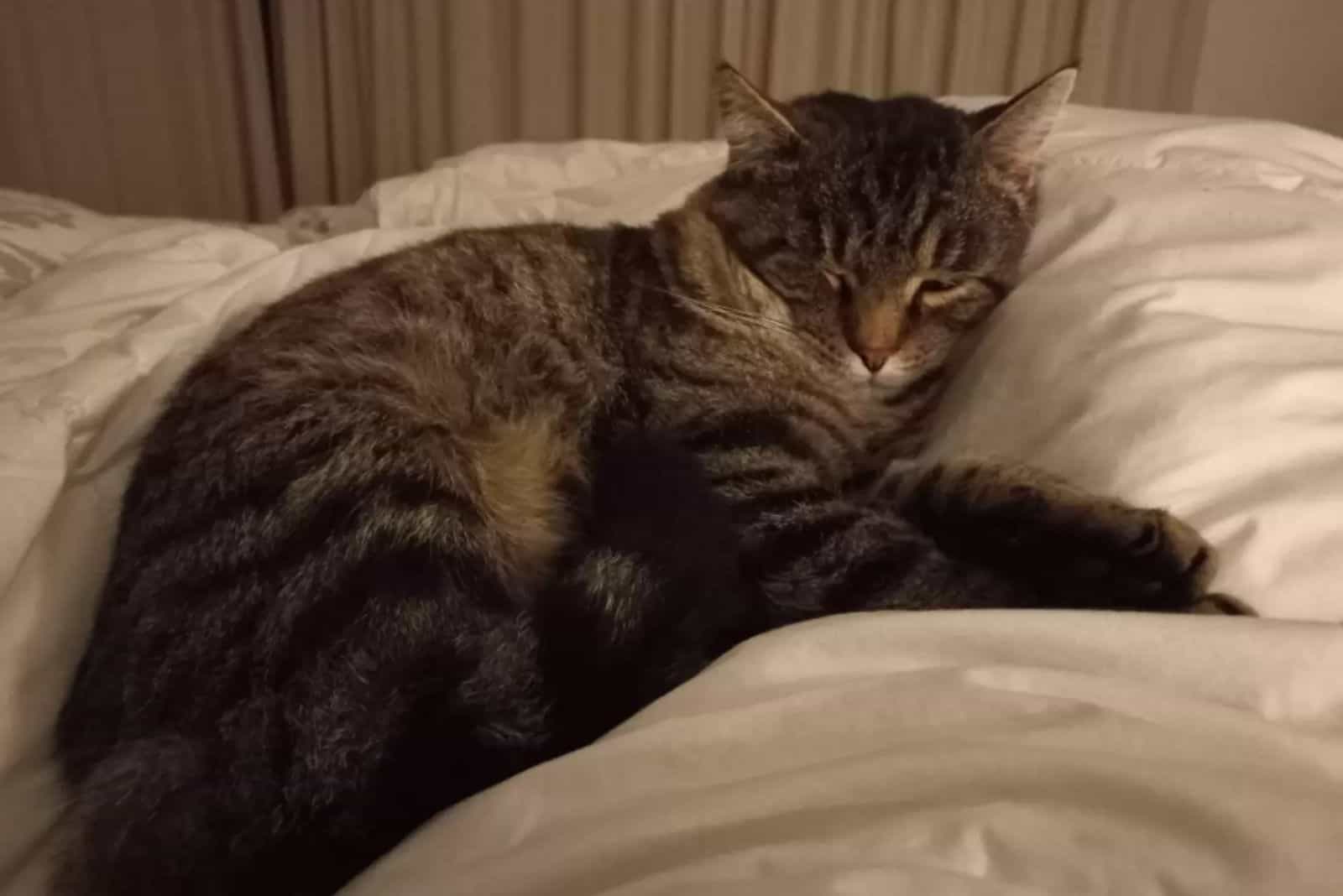 depressed cat sleeps in bed