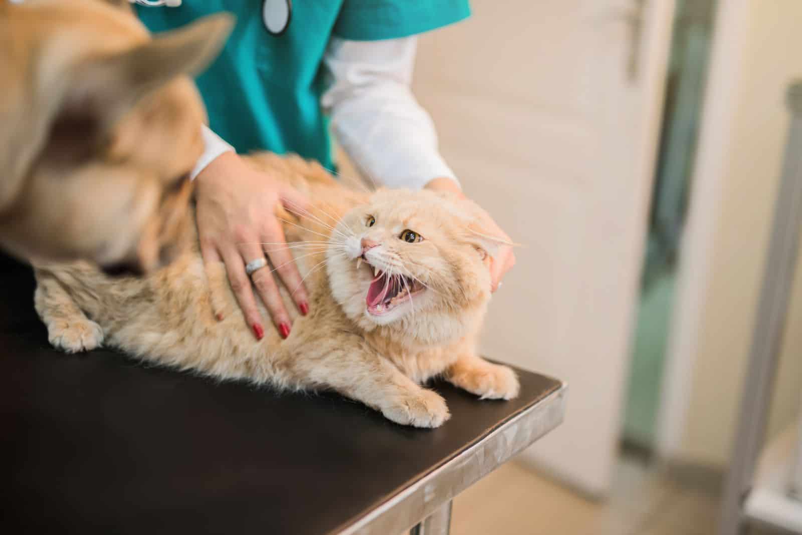 distressed and scared cat meows while at the vet