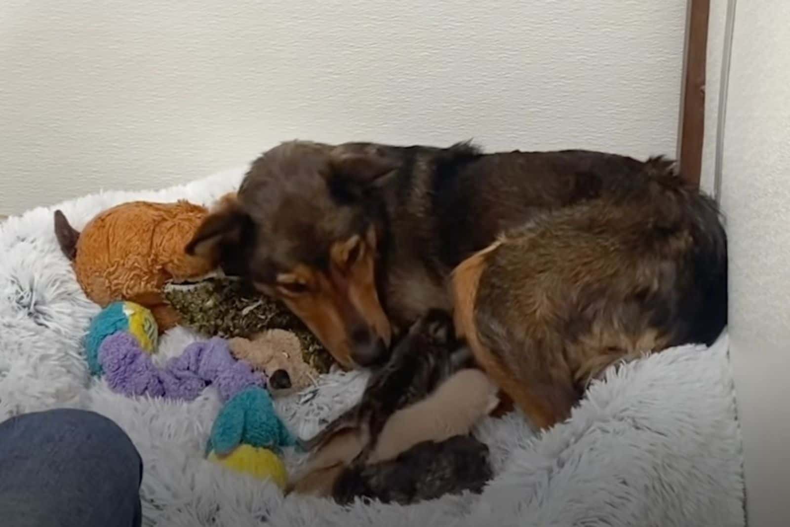 dog lying in bed with kittens