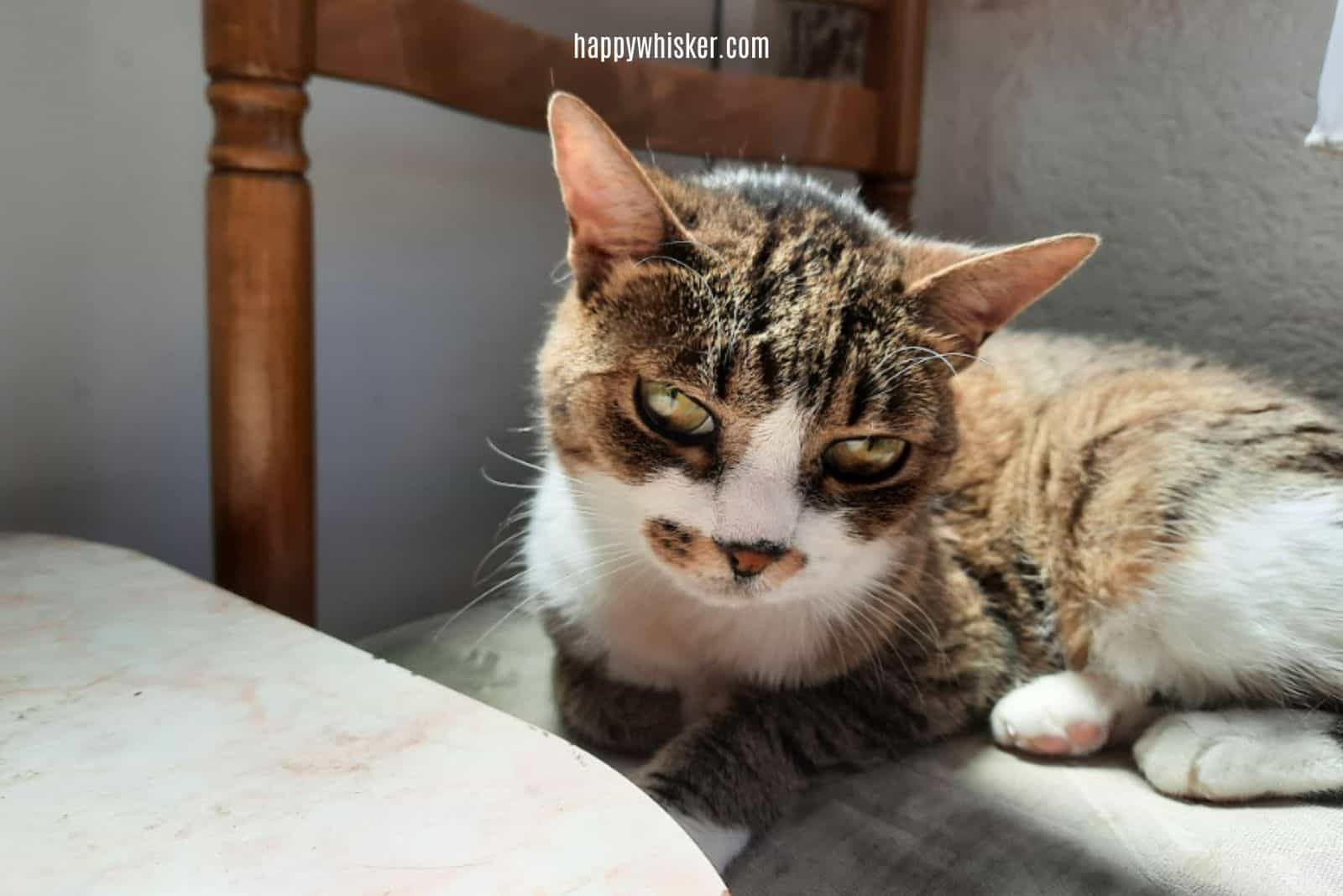 domestic cat rests on a chair