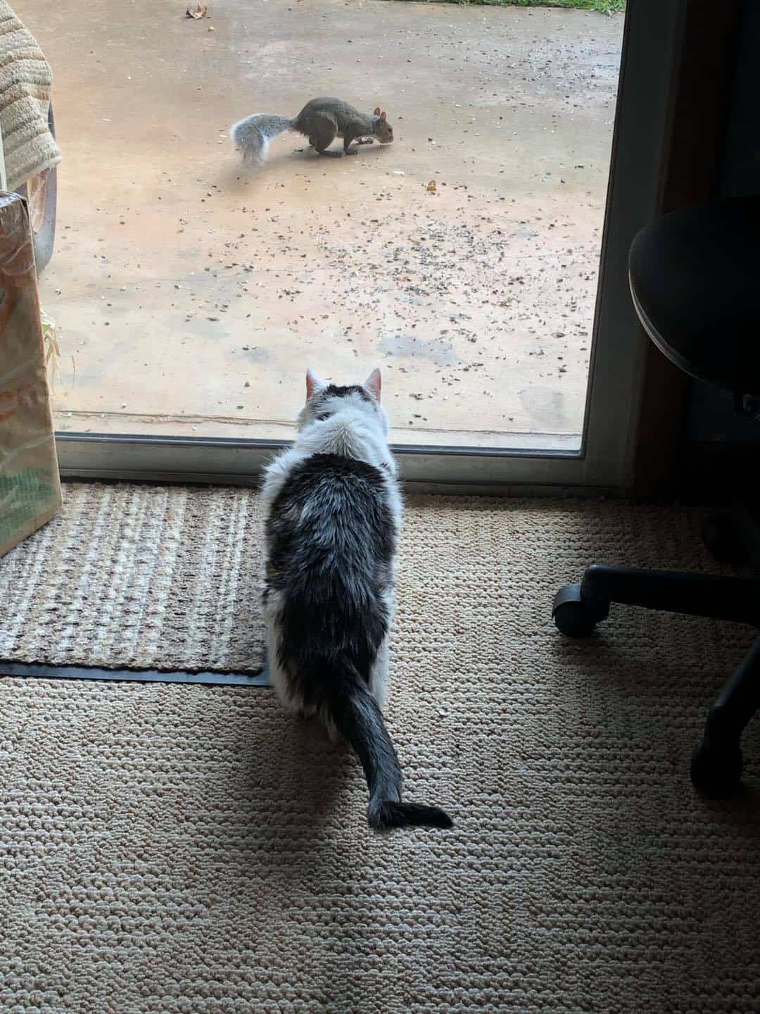 funny cat looking at squirrel