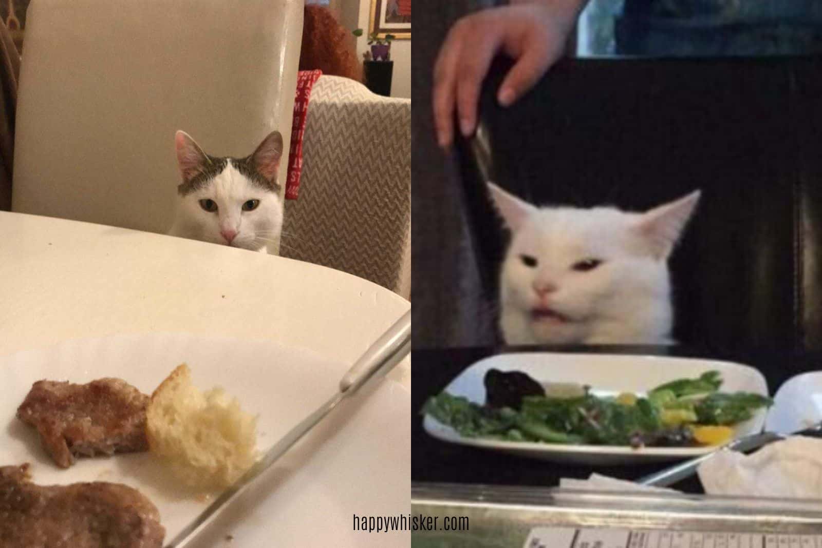 funny viral cat on a chair meme