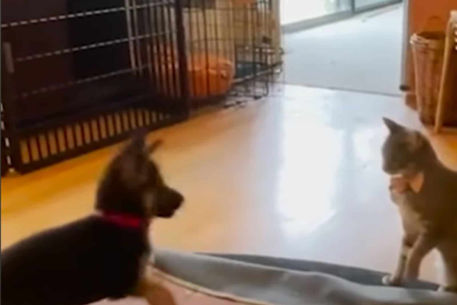 german shepherd puppy and cat looking at each other