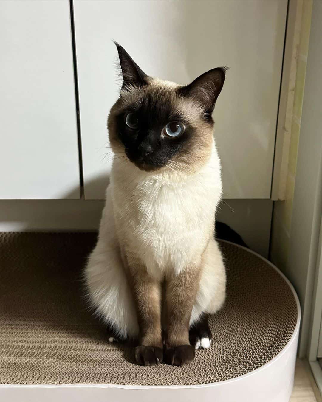 gorgeous purebred siamese cat portrait