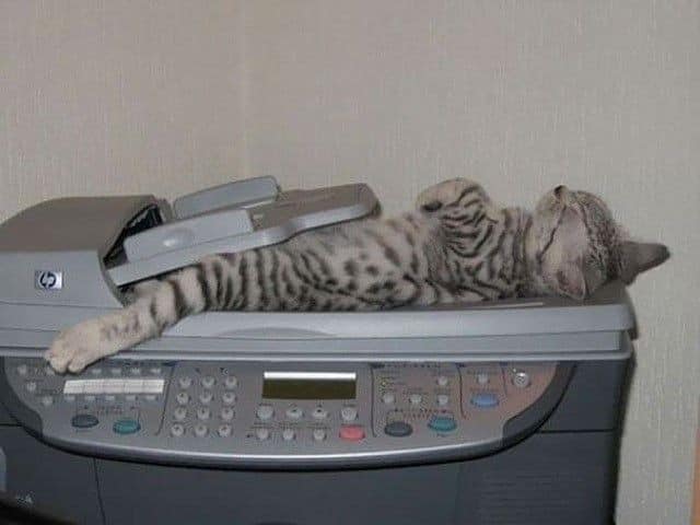 gray cat sleeps on the printer