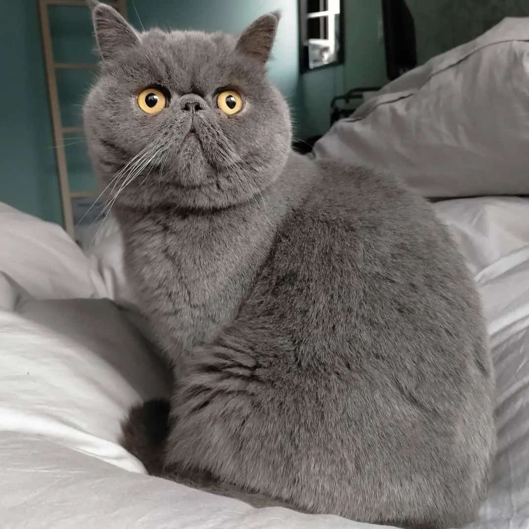 grey exotic shorthair cat