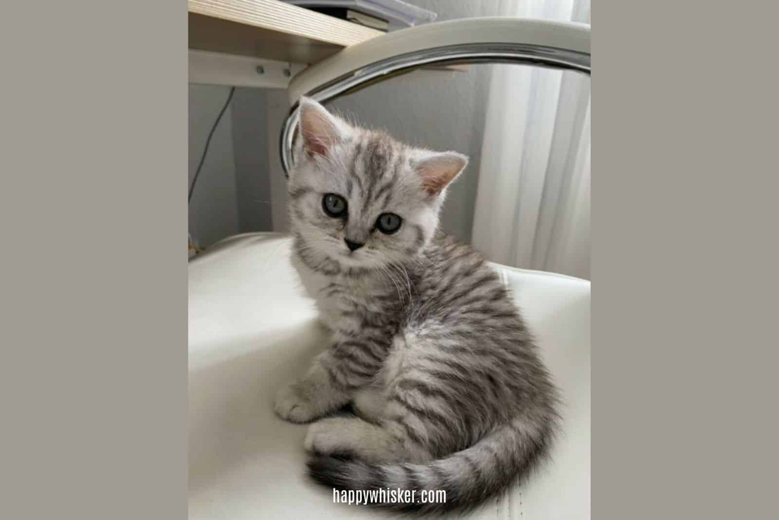 grey kitten sits on a chair