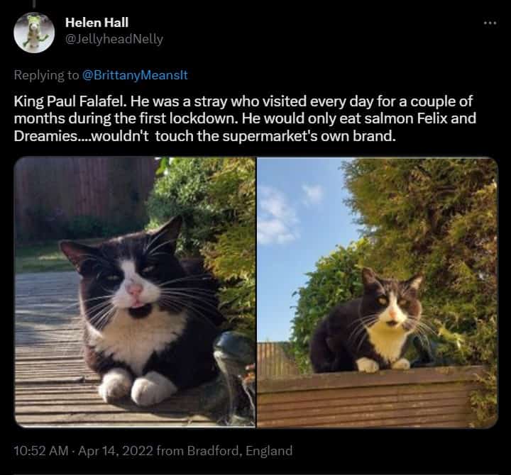 hilarious cat name King Paul Falafel