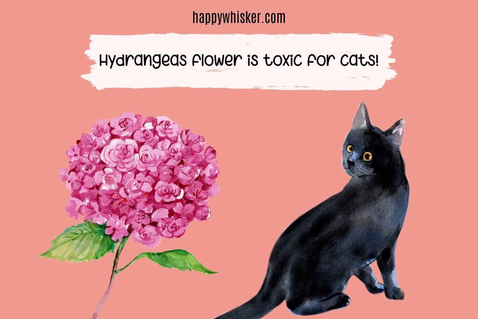 hydrangeas are toxic for cats