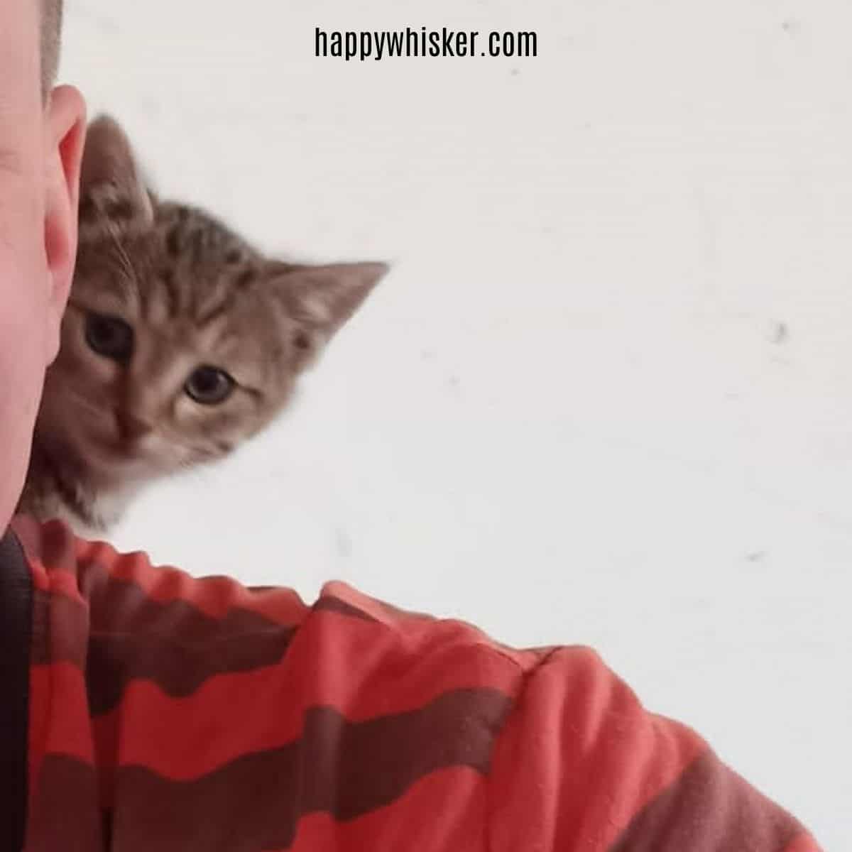 kitten feeling safe on owner's shoulder