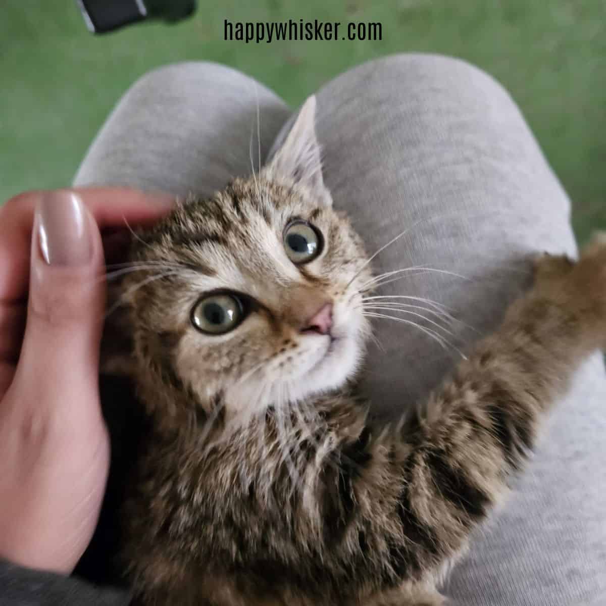 kitten resting on owner's lap