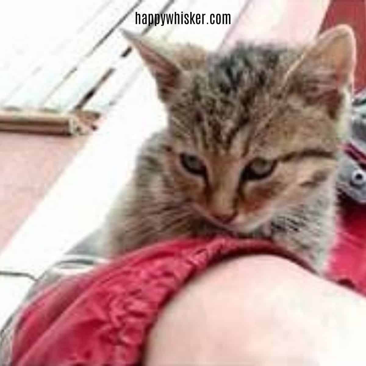 kitten showing off by climbing on owner's shoulder