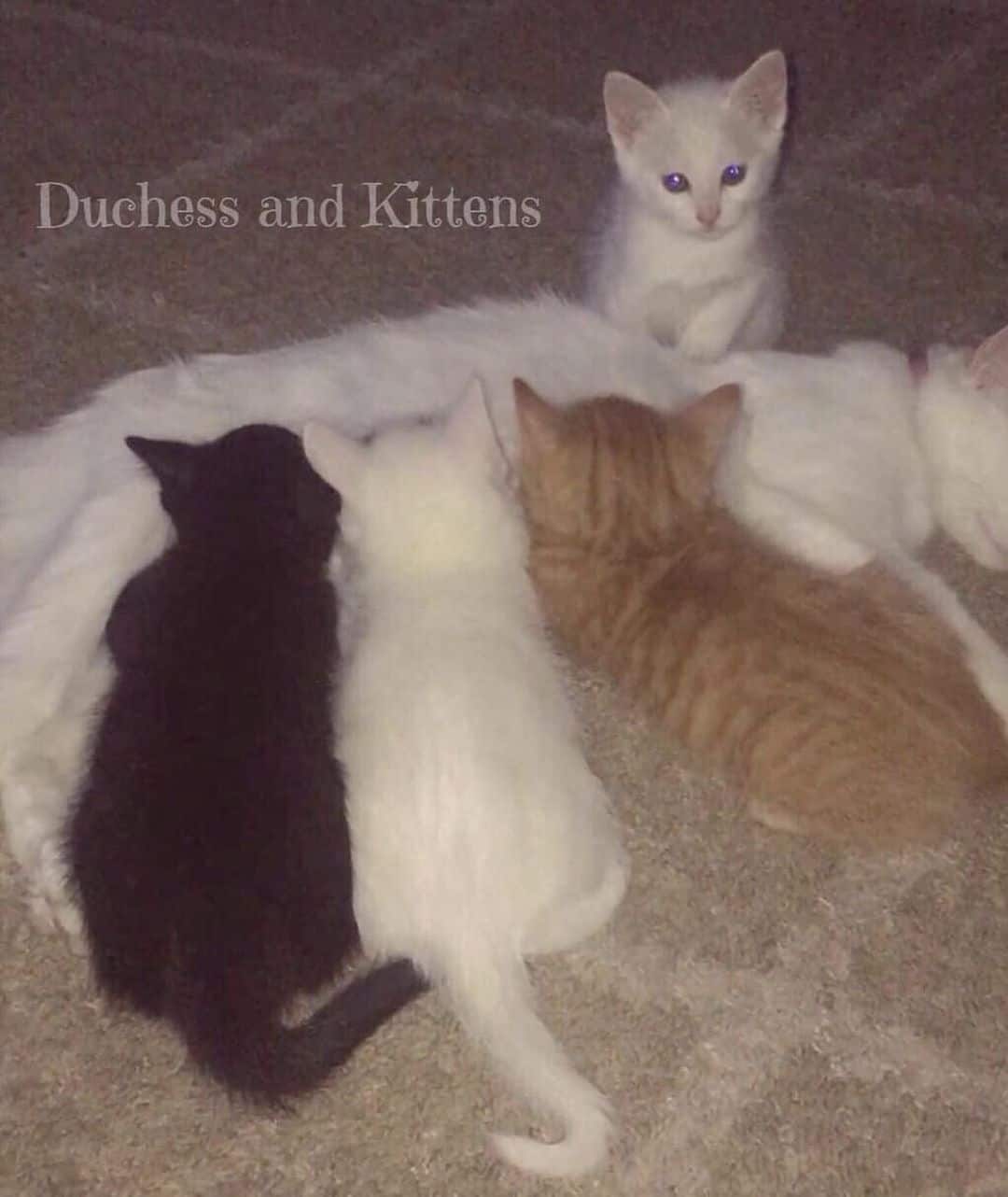 kittens are nursing a big cat