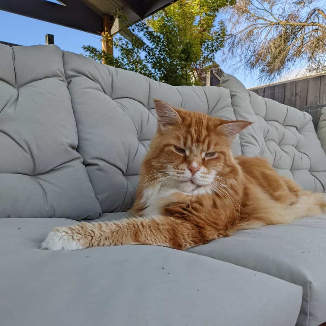 maine coon, of the friendliest cat breeds