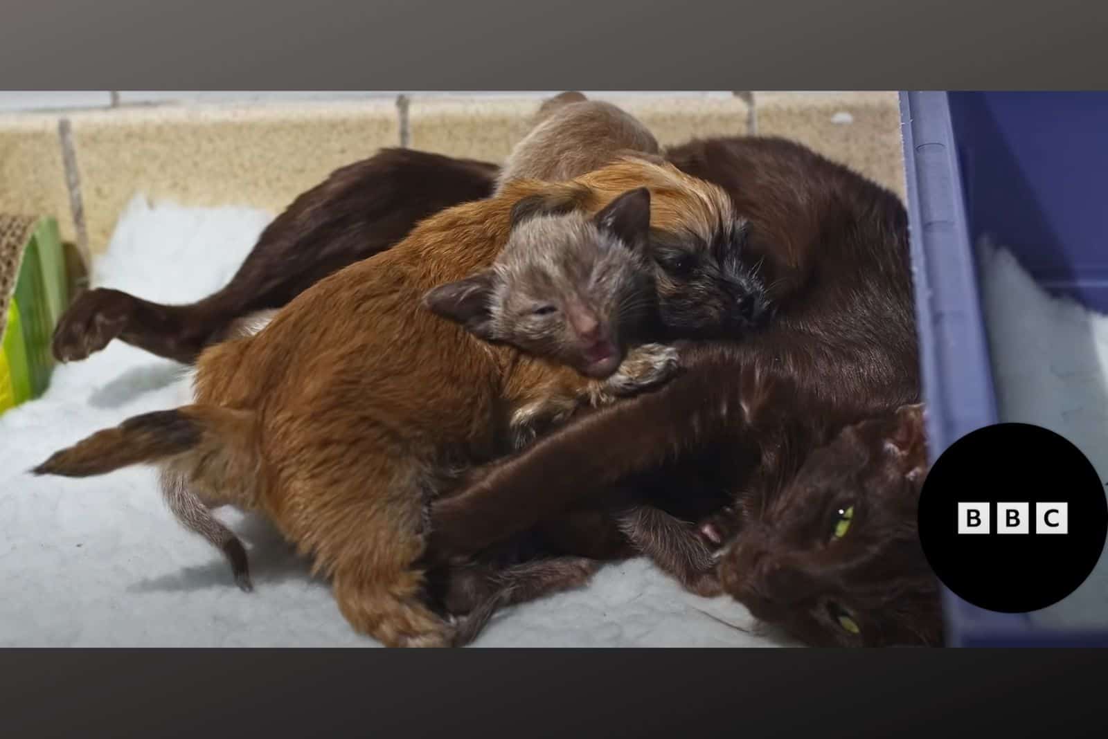 mother cat laying with kitten and a puppy