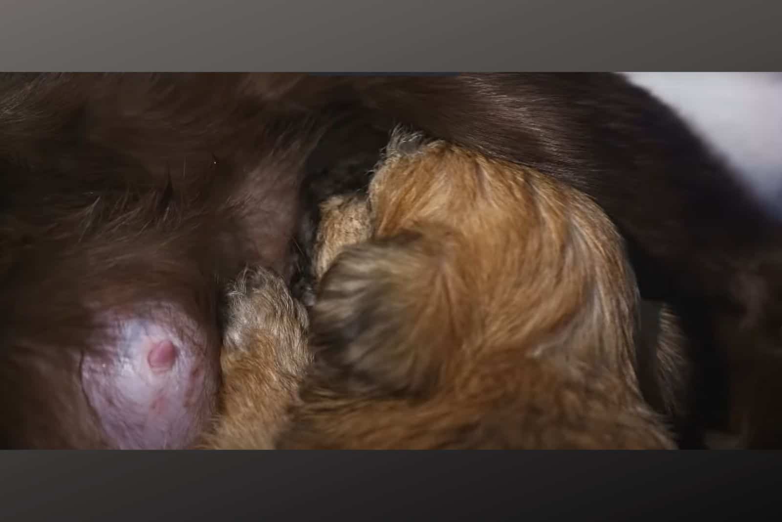 mother cat nursing puppy