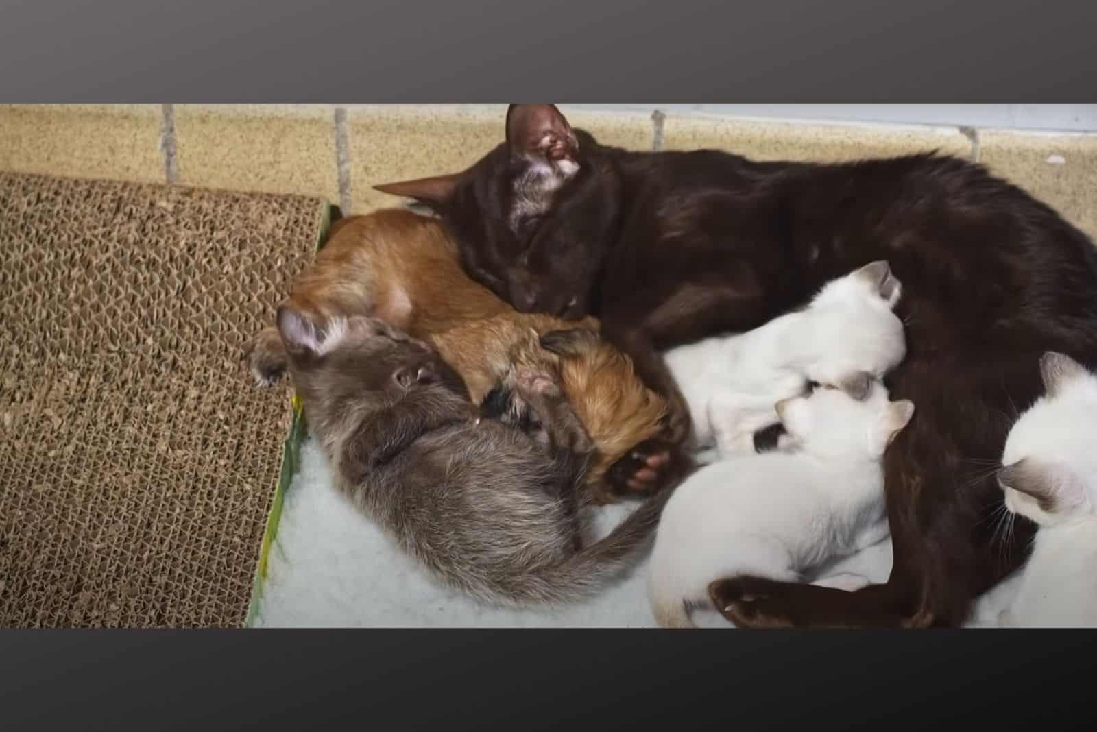 mother cat sleeping with kitten and a puppy