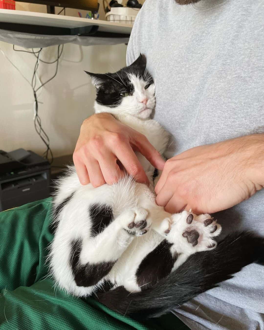 nugget resting in owner's arms