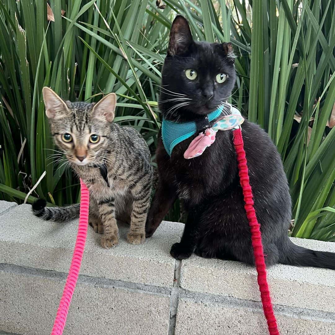 one-eared cat with a leash