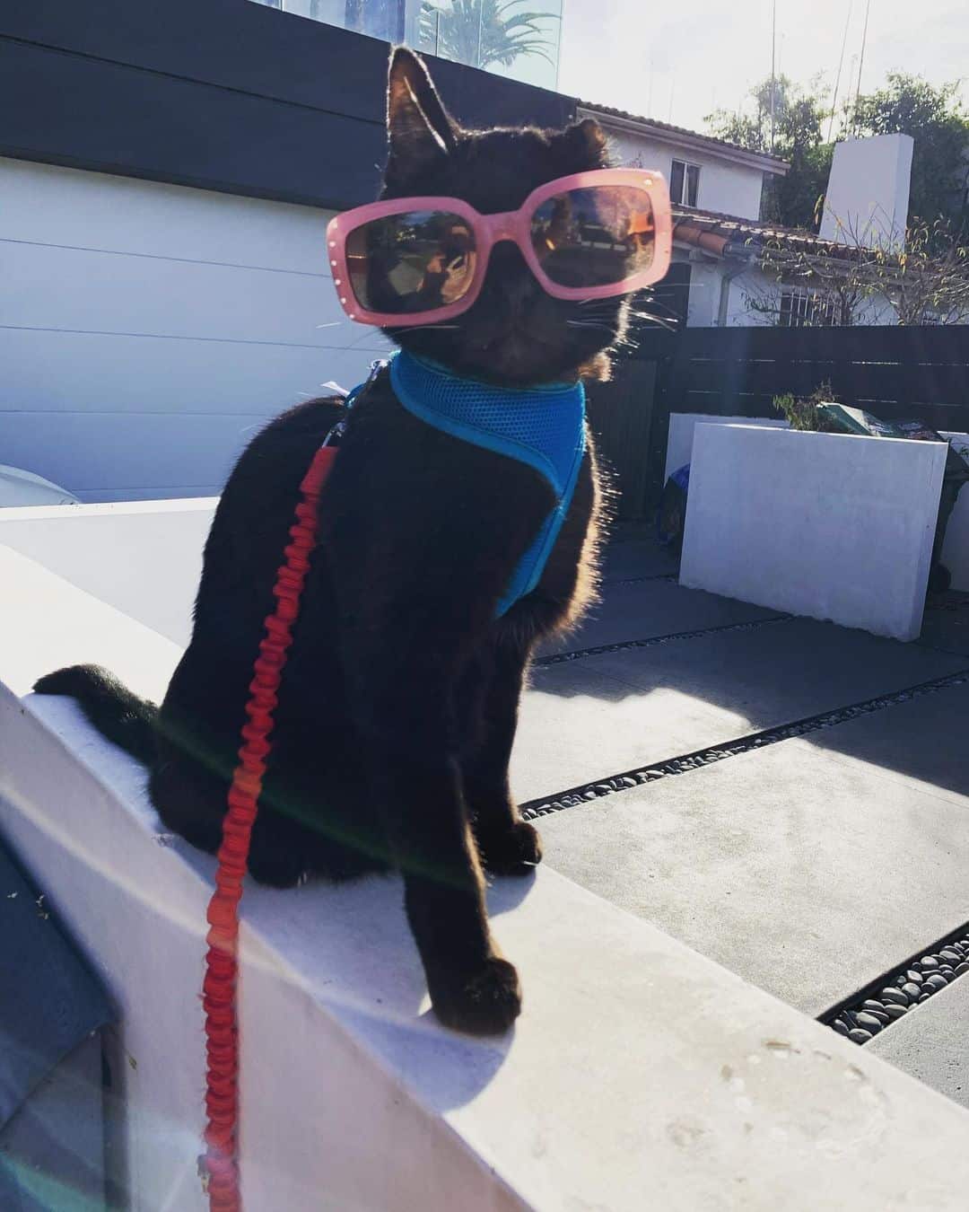 one-eared cat with pink glasses