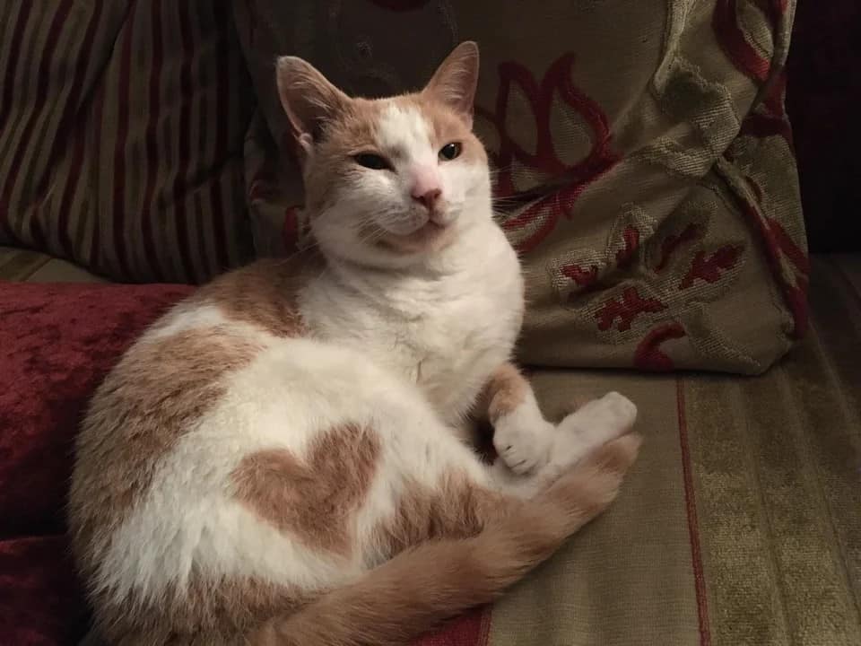 orange and white cat with heart shape on fur