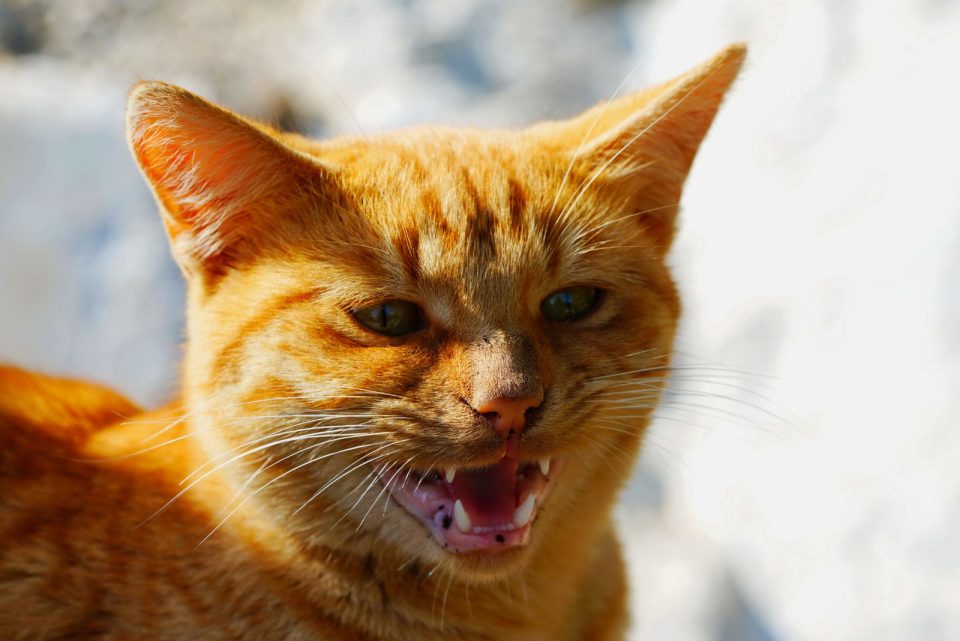 Breaking The Code Of Cat Sounds (With Meanings)