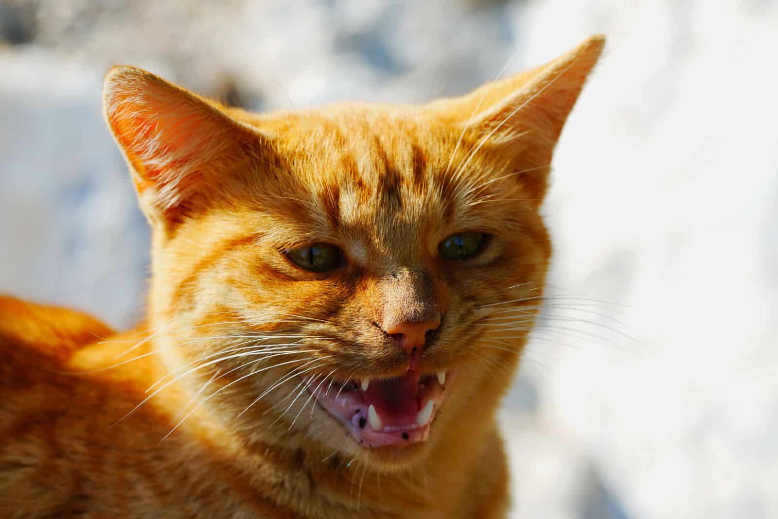 orange domestic cat meowing