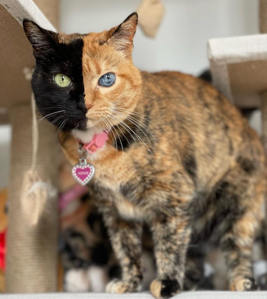 photo of Venus the two face cat