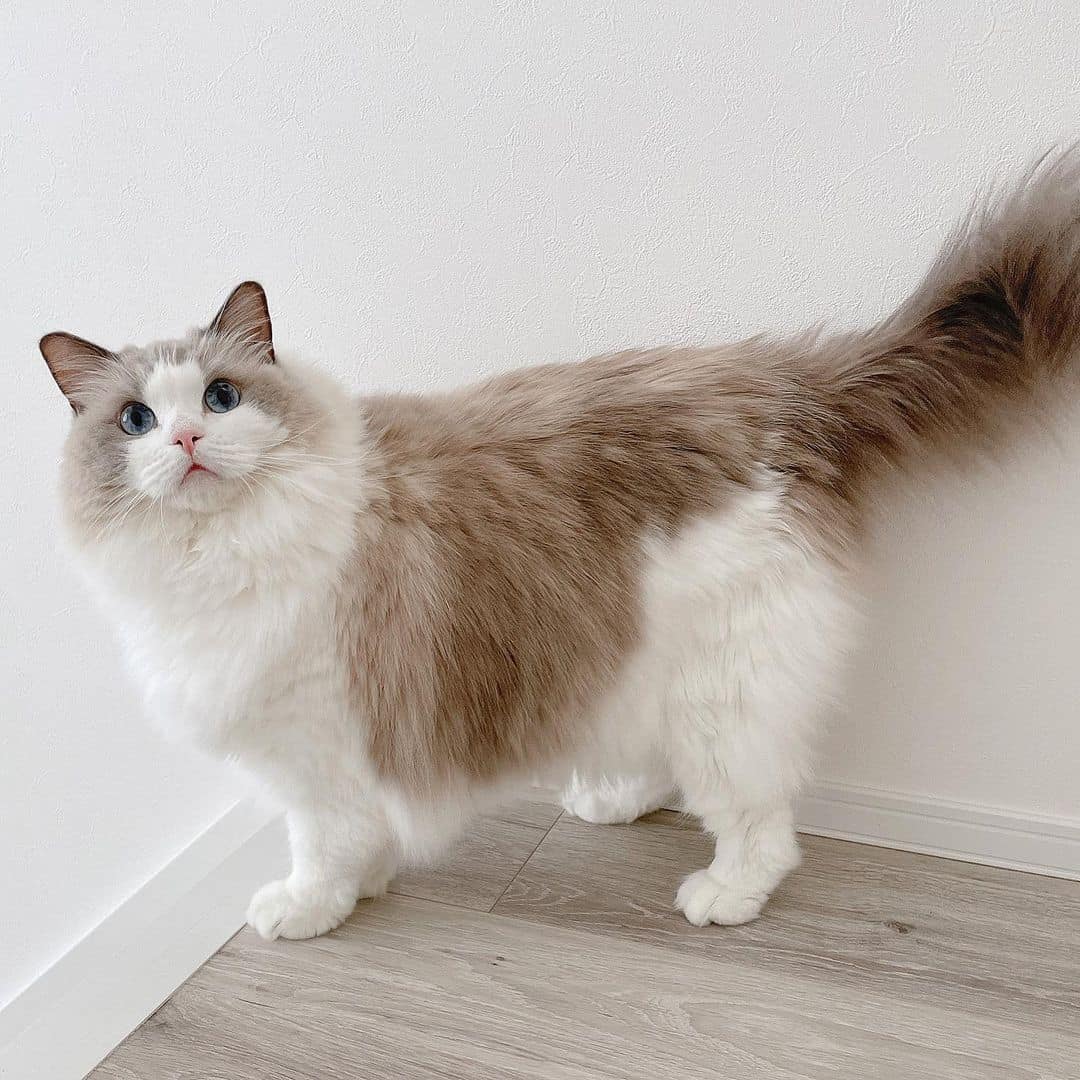 photo of a beautiful blue-eyed ragdoll cat