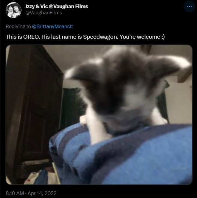 photo of a cat names oreo speedwagon