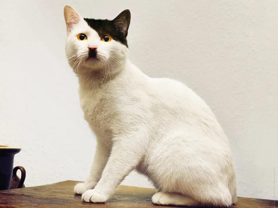 photo of a cat with Hitler markings