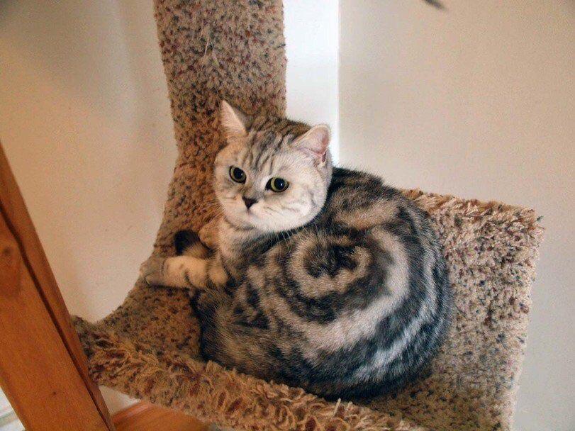 photo of a cat with cinnamon roll markings