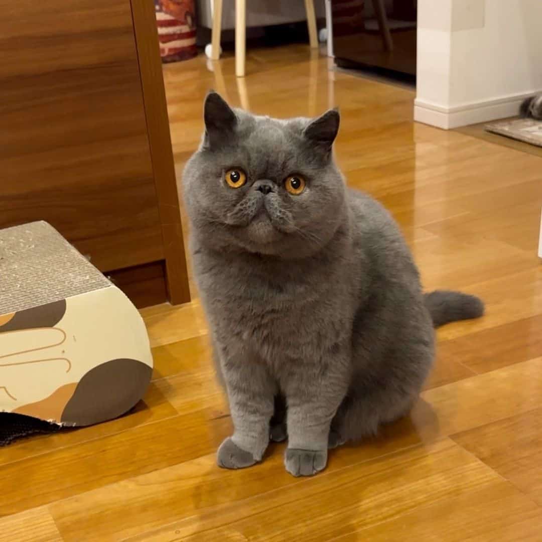 photo of a gorgeous cat breed of exotic shorthair