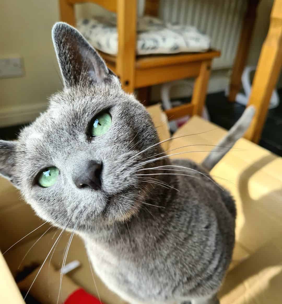 photo of a gorgeous purebred russian blue cat