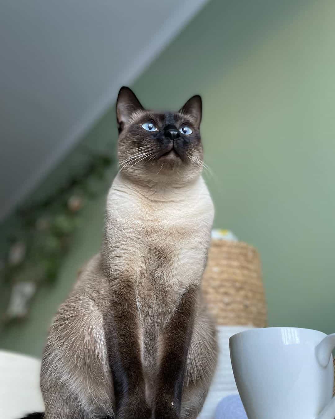 photo of a gorgeous siamese cat, one of the friendliest cat breeds
